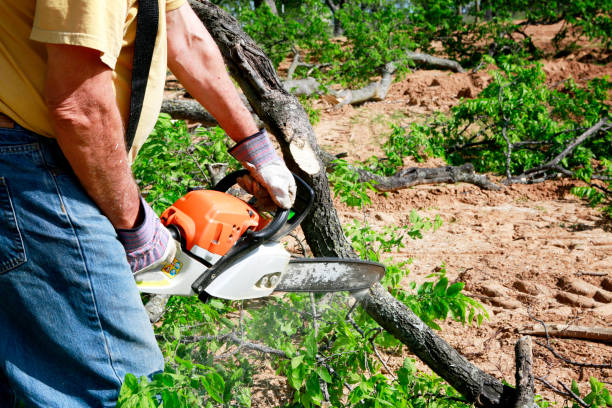 Best Residential Tree Removal  in Mound, MN